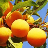 Царская желтая_0x160 Любимый сад